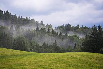 fog among pine trees