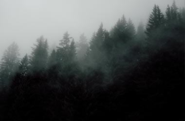 Pine Trees in the fog